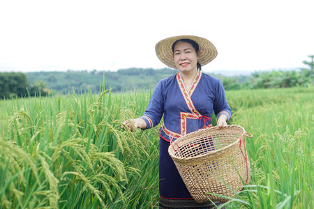 Beautiful Asian woman farmer is at paddy field, holds basket, visit and take care rice plants after growing and waiting to harvest. Concept, Agricultural lifestyle. Organic farmingの写真素材