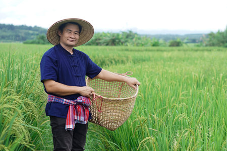 Asian man farmer is at paddy field, wears hat, blue shirt, holds basket, visit and take care rice plants after growing and waiting to harvest. Concept, Agricultural lifestyle.の写真素材