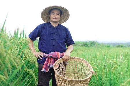 Asian man farmer is at paddy field, wears hat, blue shirt, holds basket, visit and take care rice plants after growing and waiting to harvest. Concept, Agricultural lifestyle.の写真素材
