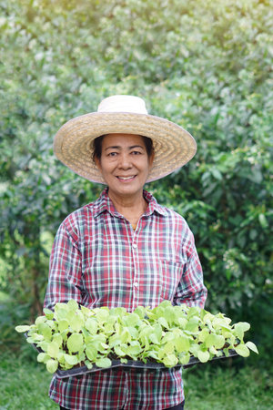 Asian senior woman wears hat, plaid shirt, holes seedling tray of young green vegetables in garden. Concept, Agriculture occupation. Senior lifestyle. Spend free time to grow plantの写真素材