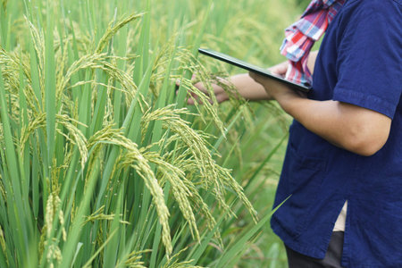 Close up farmer  inspects rice ears at paddy field, hold smart tablet. Concept, take care of...