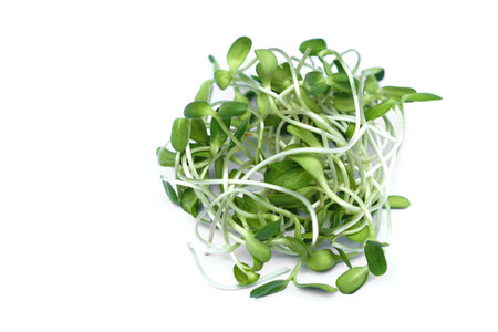 Fresh green young sunflower sprouts on white background. Concept, healthy food. organic vegetable, food ingredient can be cooked for various menu. High fibers, nutritiousの写真素材