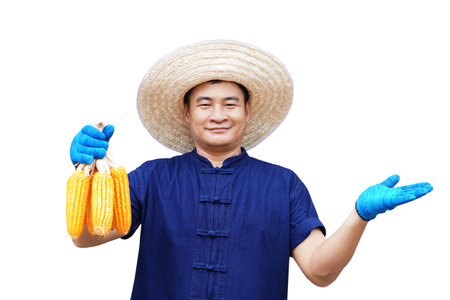 Handsome Asian man farmer wears hat,blue shirt and gloves, hold corns, make hand gesture to present product, isolated on white background. Concept, agriculture occupationの写真素材