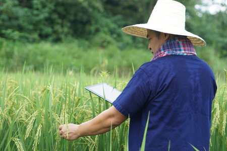 Farmer is working in the rice field, he is checking the quality of rice.