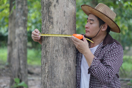 Asian man botainst  use measuring tape to measure trunk of tree. Analysis and research about growth of tree. Concept , forest valuation. Conservation of environment.の写真素材