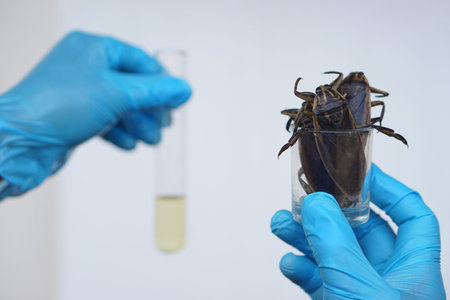 Close up scientist holds giant water bug or pimp to do science experiment about smell extract to mix...