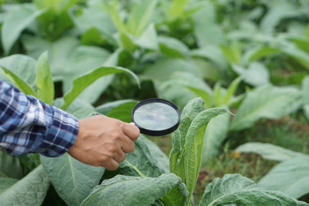 Close up hand holds magnifying glass to inspect growth and diseases of plants leaves. Concept, agriculture inspection, study survey and research to develop and solve problemsの写真素材
