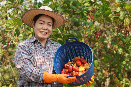 Happy Asian woman gardener harvests fruits in garden, holds basket , smile. Concept, agriculture occupation. Thai farmers grow cashew fruits as economic,export crops in Thailandの写真素材