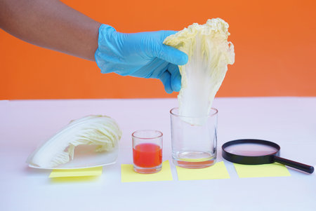 Close up hand wears blue glove, hold cabbage leaf to do science experiment. Concept, science lesson activity. Easy experiment for learning. Teaching education materials.  Learningの写真素材