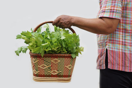 Close up  woman holds basket of fresh celery vegetables. Concept, agriculture crop. Organic vegetables harvested from garden for selling in local market, cooking or shareの写真素材