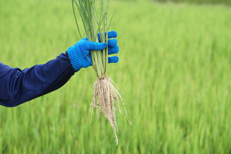 Close up farmer hand holds rice plants with roots to inspect growth and plant diseases. Concept, taking care of agriculture crops. Analysis and inspect progress of growing.の写真素材