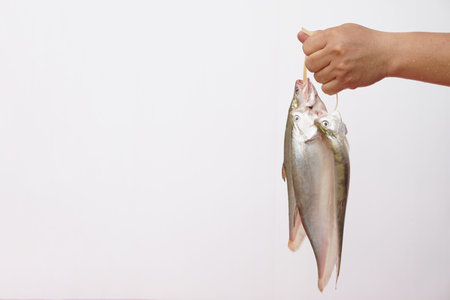 Close up hand holds fresh knifefish from fishing from river. Prepared for cooking. Concept, edible freshwater fish in Thailand, can be cooked in various delicious menu.の写真素材