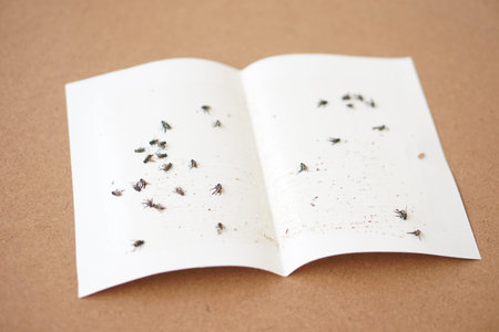 aper glue fly trap for insects sticked on it. Flycatcher. Concept, equipment for get rid of...