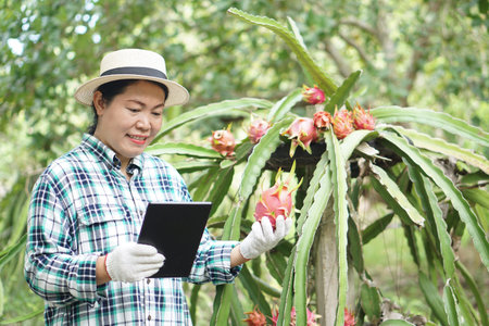 Asian woman gardener holds smart tablet to inspect growth and plants diseases in dragon fruits...