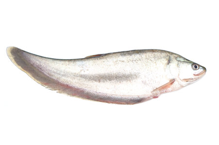 Fresh Chitala ornata fish or Knife fish, prepared for cooking, isolated on white background....
