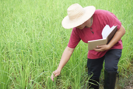Asian man farmer is at paddy field, holds notebook paper, inspects growth and disease of plants. Concept, Agricultural study and research. Organic farming.の写真素材
