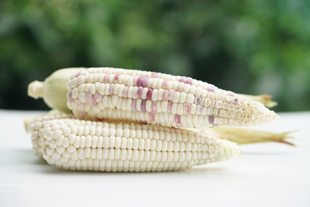 Organic fresh corns.Thai local breed. Favorite for The northern farmers grow for boil or steam or...