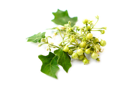 Fresh solanum indicum isolated on white background. Concept, herbal plants.  Local crops in Thailand that grow for food ingredient or eat as herb with medical property to extractの写真素材