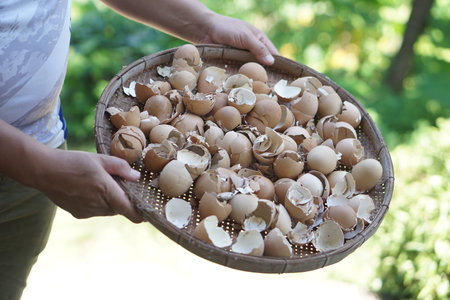 Close up man hold wooden tray of egg shells, prepare for making compost. Concept, Management of...