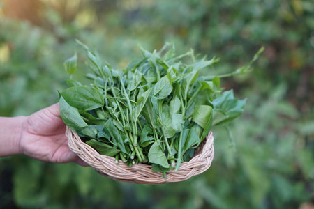 Hand holds tray of fresh green organic herbal Gurmar vegetable or Gymnema inodorum in garden. Concept, Thai herbal vegetable, eaten as vegetables or cooking for helping lower bloodの写真素材