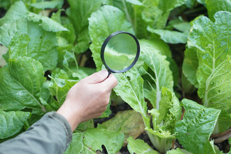 Close up hand hold magnifying glass to inspect growth and disease of plants in garden  Concept,...