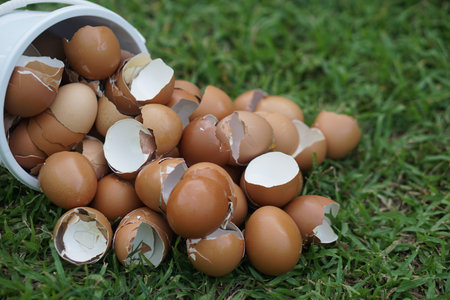 Eggshells on green grass, prepared to make compost. Concept,Eco-friendly food waste management....