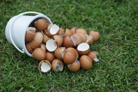 Brown eggshells spilled from a white bucket onto green grass.  Concept of organic waste recycling,...