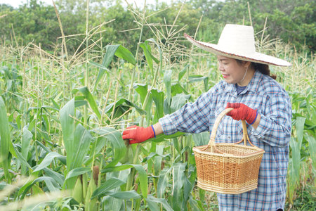 Asian female farmer wearing straw hat and gloves inspecting corn plants in green field, holding woven basket. Concept of agriculture, organic farming, harvest, rural lifestyleの写真素材