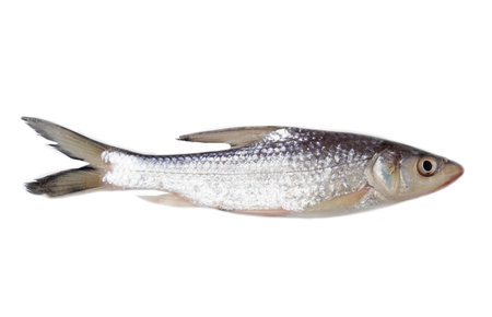 Freshwater fish Siamese mud carp (Henicorhynchus siamensis), known in Thailand as â€œPla Sroi...