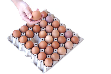 Hand holding  fresh brown chicken egg above a full paper egg tray isolated on white background....