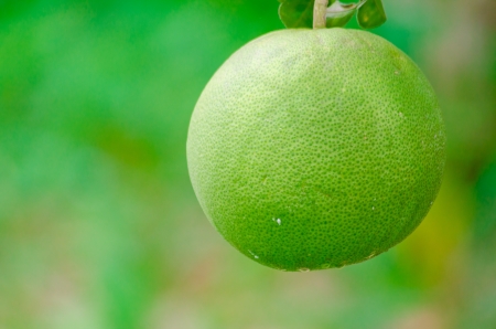 Pomelo fruit in the treeの写真素材