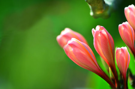 Beautiful flower in thailand, Lan thom flowerの写真素材