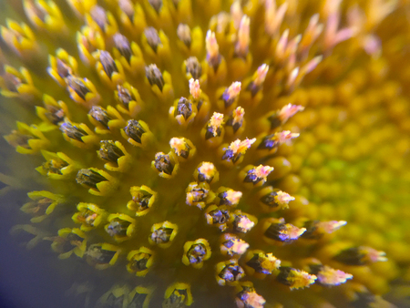 Sunflower macro shotの写真素材