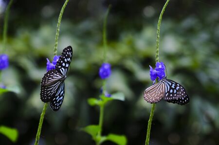 Butterfly smell the flowers.の写真素材