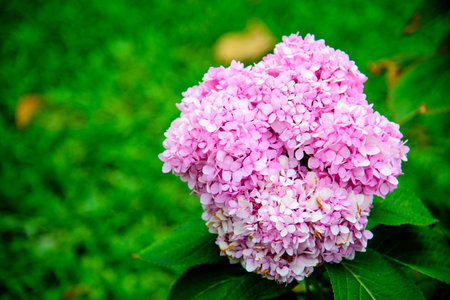Pink Hydrangeas flowers (Hydrangea macrophylla) in a garden