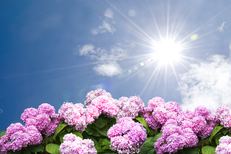 Pink hydrangea flowers against a background of sky and sun.の写真素材