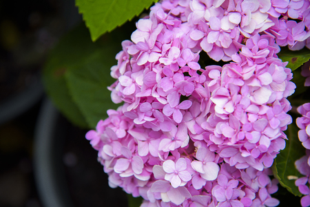 Pink Hydrangea flower(Hydrangea macrophylla) in a garden の写真素材