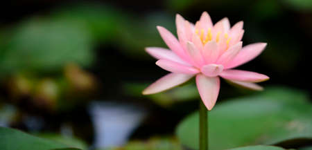 Lotus  flower  in the pondの写真素材