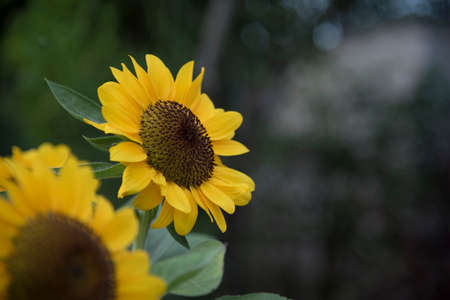 Sunflower in the park, Thailandの写真素材
