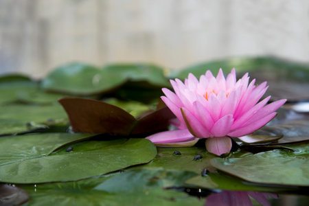 Pink lotus in natural dusk in thailand