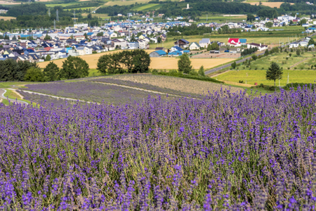 Beautiful flower garden in Furanoの写真素材
