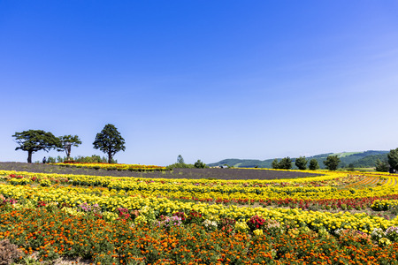Flower garden of biei-Choの写真素材