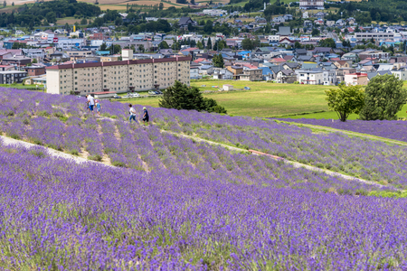 Beautiful flower garden in Furanoの写真素材
