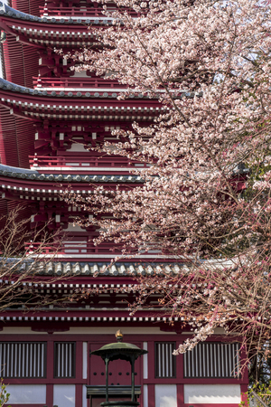 Cherry blossoms in full bloom with a five-story pagodaのeditorial素材