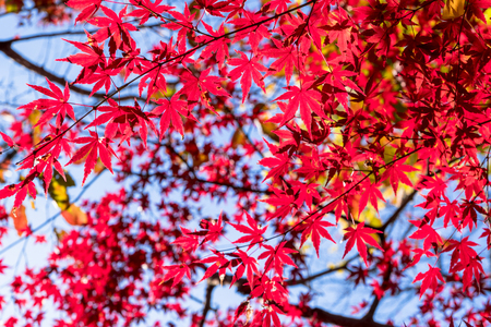Japan autumn landscapeの写真素材