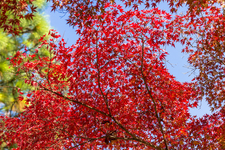 Japan autumn landscapeの写真素材