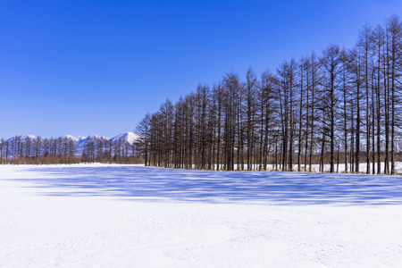 Landscape with snow in Hokkaido, Japanの写真素材