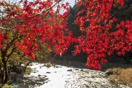 Beautiful autumn colors at Korankei Riverの写真素材