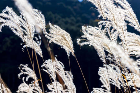 Ears of the Japanese pampas grass glowing in backlitの写真素材