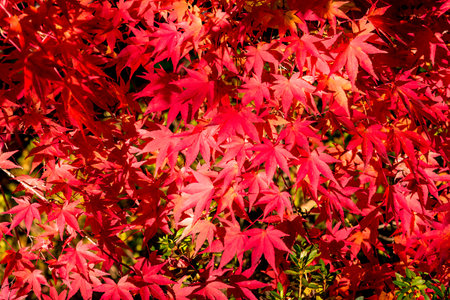 Red Maple Leaf